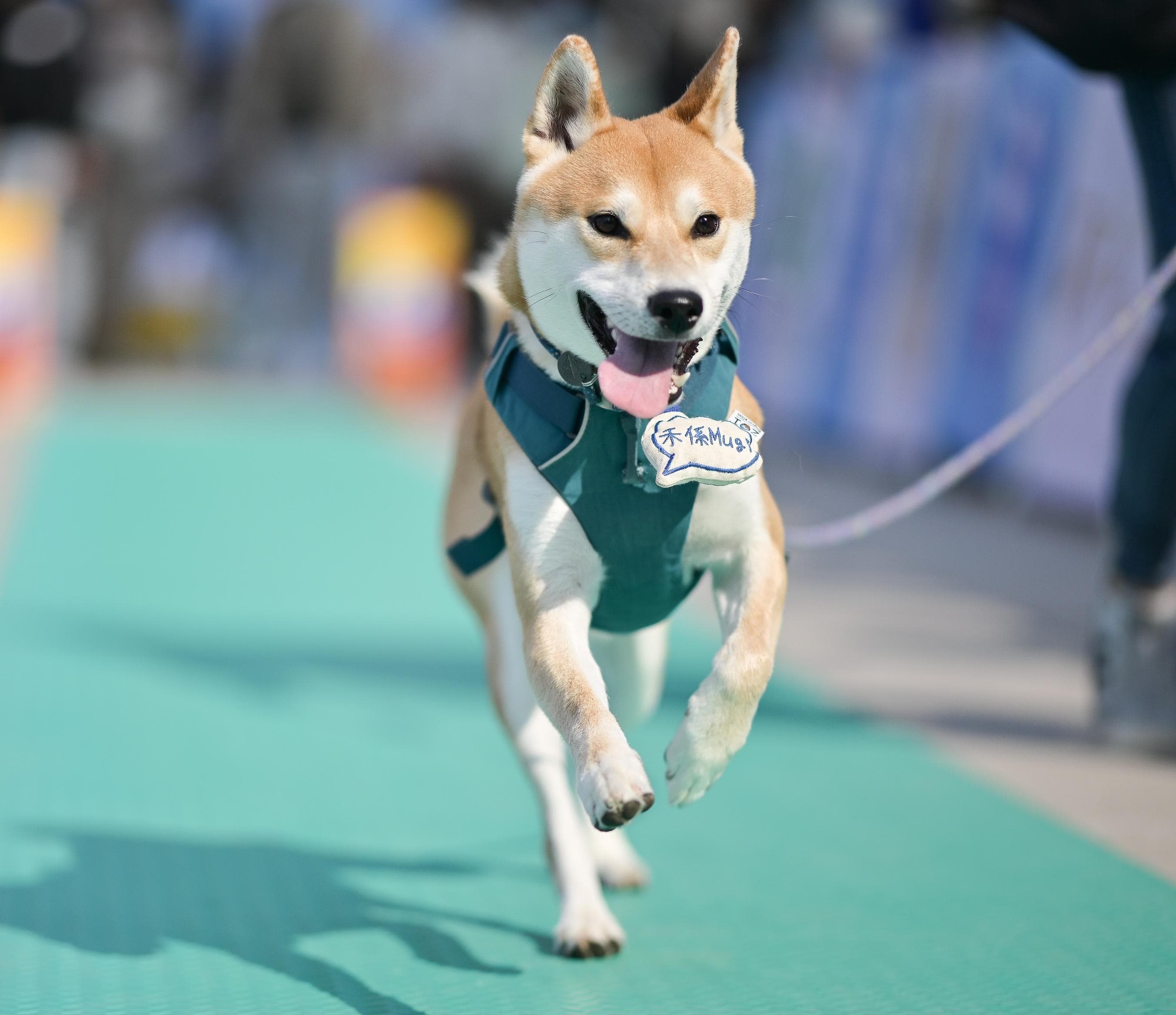 Mikiki全新「Pets Park」逾5,000呎戶外寵物玩樂空間