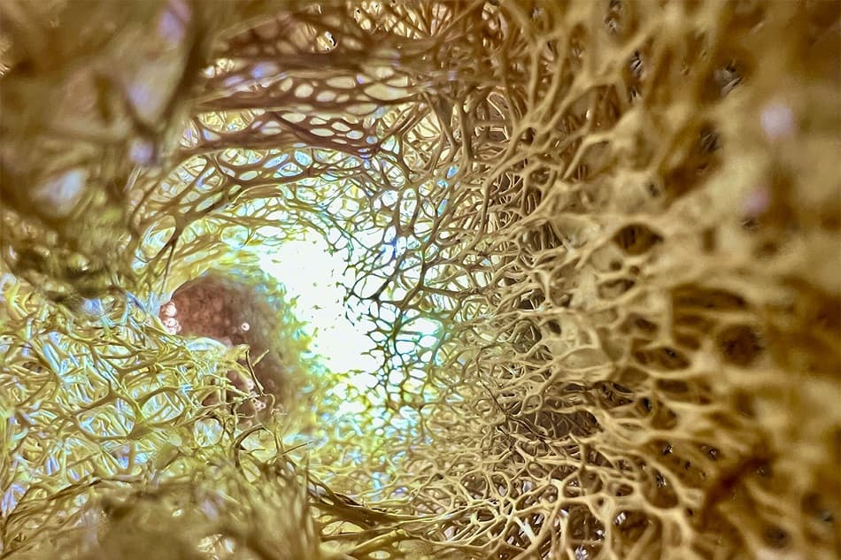 Golden Dynamics (Suzanne Au’s Ceramic Solo Exhibition)